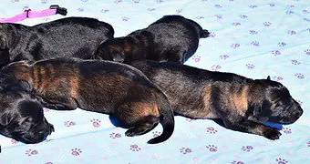 long coat german shepherd puppies for sale